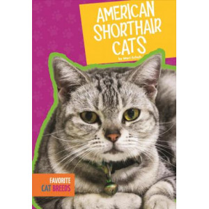 American Shorthair Cats