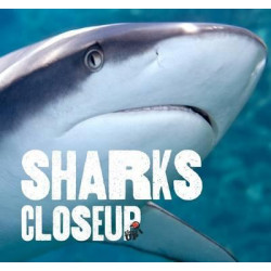 Sharks CloseUp