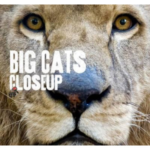 Big Cats CloseUp