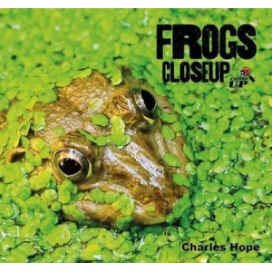 Frogs CloseUp