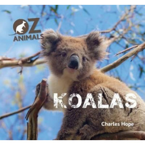 Koalas OZ Animals