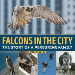 Falcons in the City