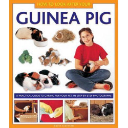 How to Look After Your Guinea Pig